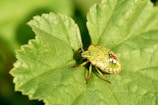 A green shield bug with black spots and red-tipped legs perched on a textured green leaf, showcasing the intricate details of the insect's body and leaf veins.