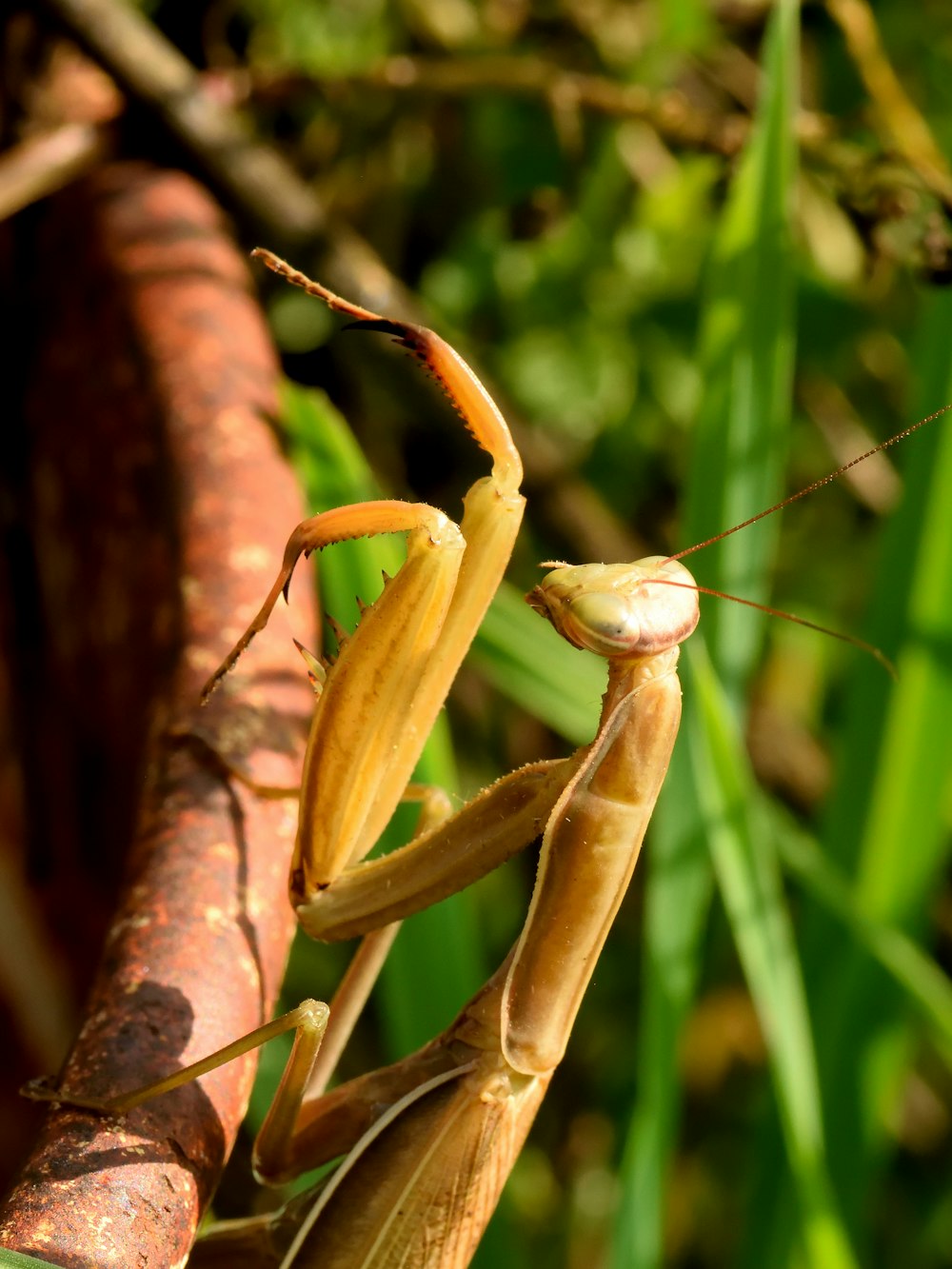 a close up of a praying mantissa