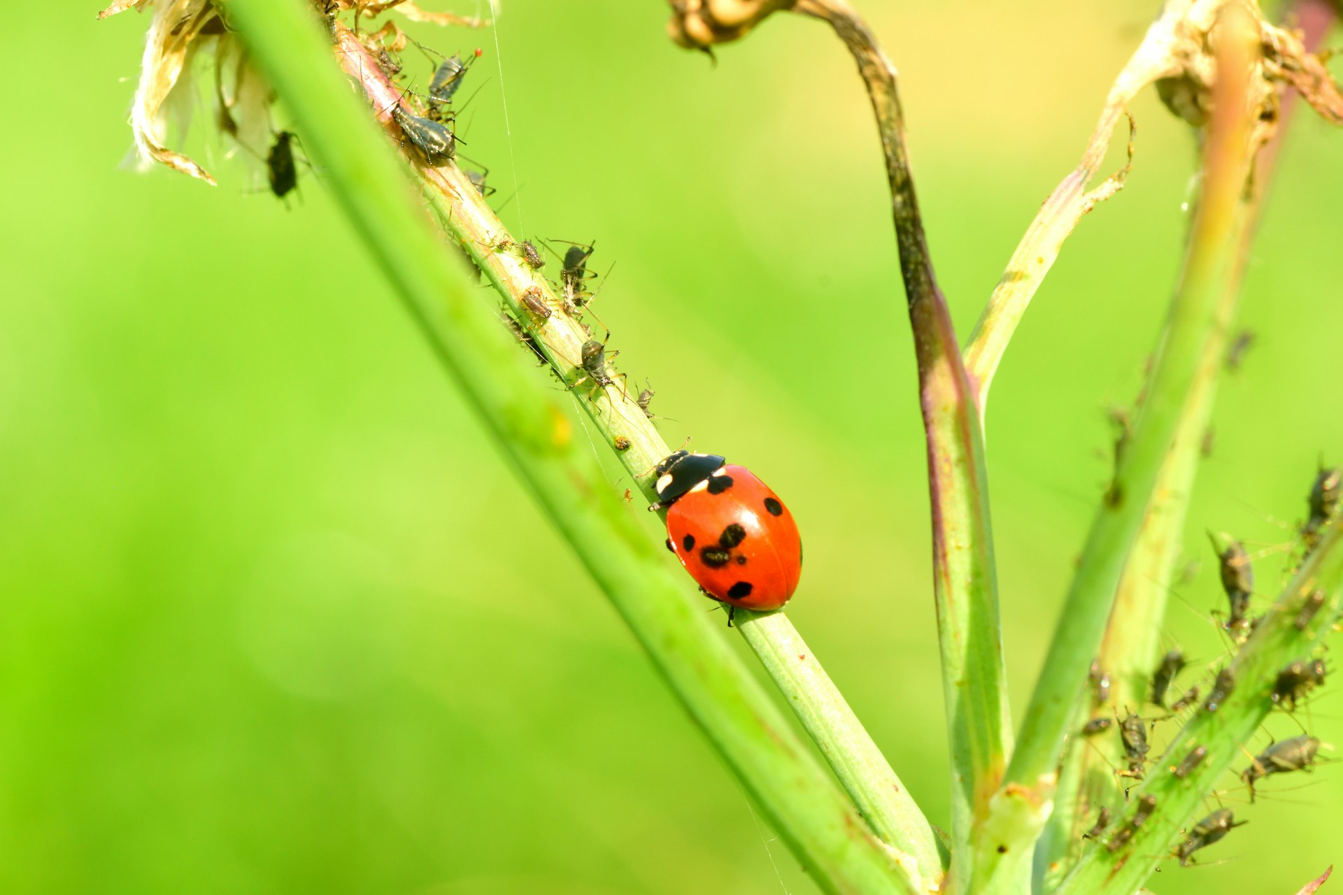 a ladybug sitting on top of a green plant