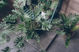 A collection of indoor plants in pots, including several leafy green Philodendron species, arranged on a tiled floor. The plants exhibit large, deeply lobed leaves with a rich, vibrant green color. They are positioned near a brick wall, suggesting an indoor or sheltered outdoor environment.