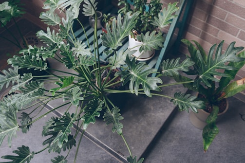 A collection of indoor plants in pots, including several leafy green Philodendron species, arranged on a tiled floor. The plants exhibit large, deeply lobed leaves with a rich, vibrant green color. They are positioned near a brick wall, suggesting an indoor or sheltered outdoor environment.