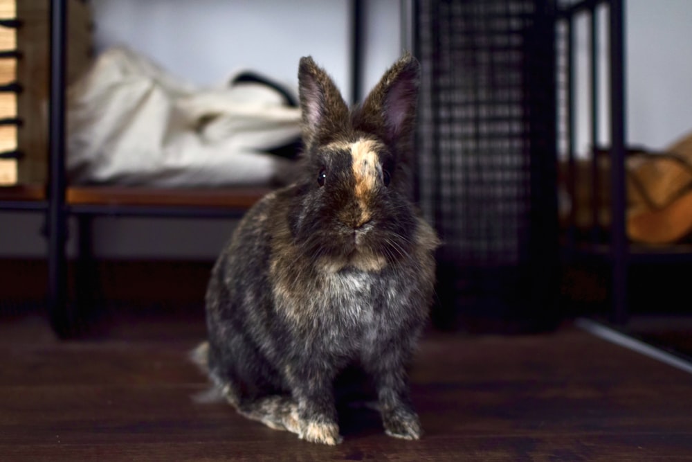 a rabbit sitting on a wooden floor next to a bed