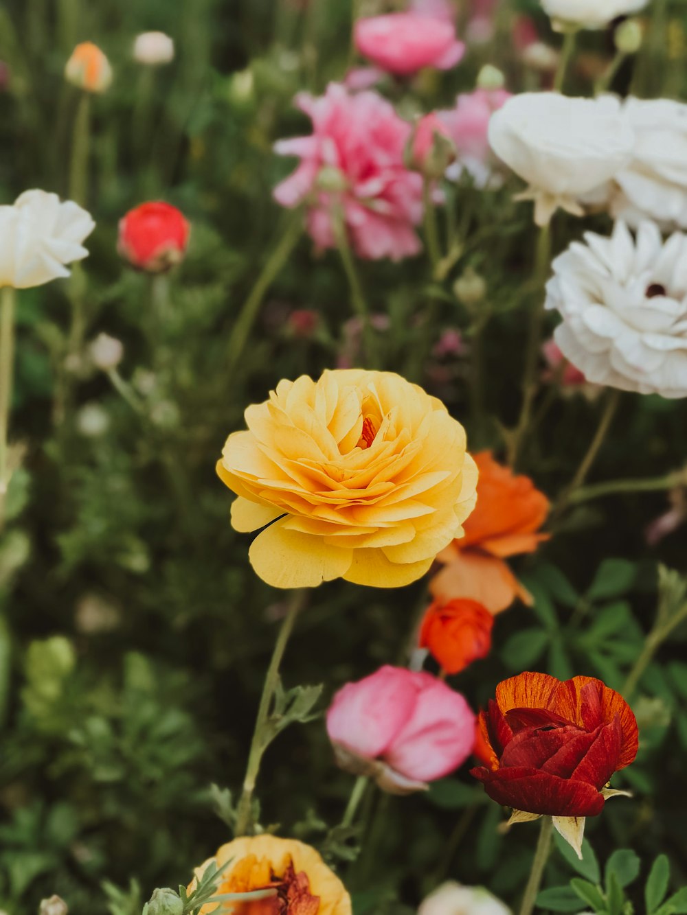 a bunch of flowers that are in the grass