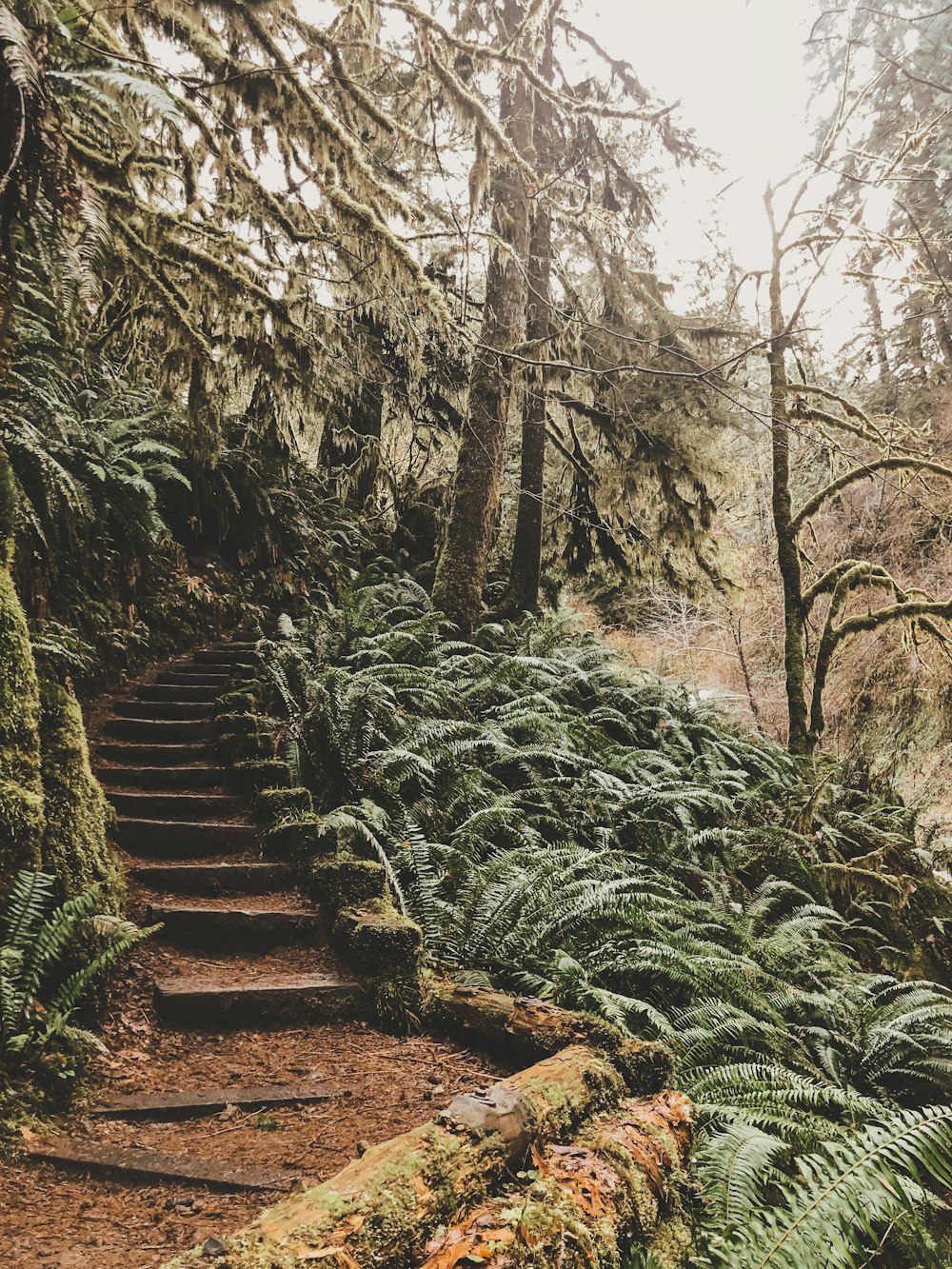a set of steps in a forest with ferns