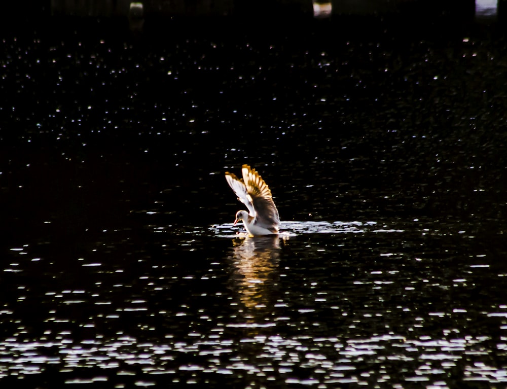 a bird flying over a body of water