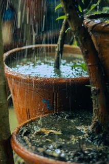 A rainfall terrarium with lush greenery and gentle water droplets creating a peaceful vibe.