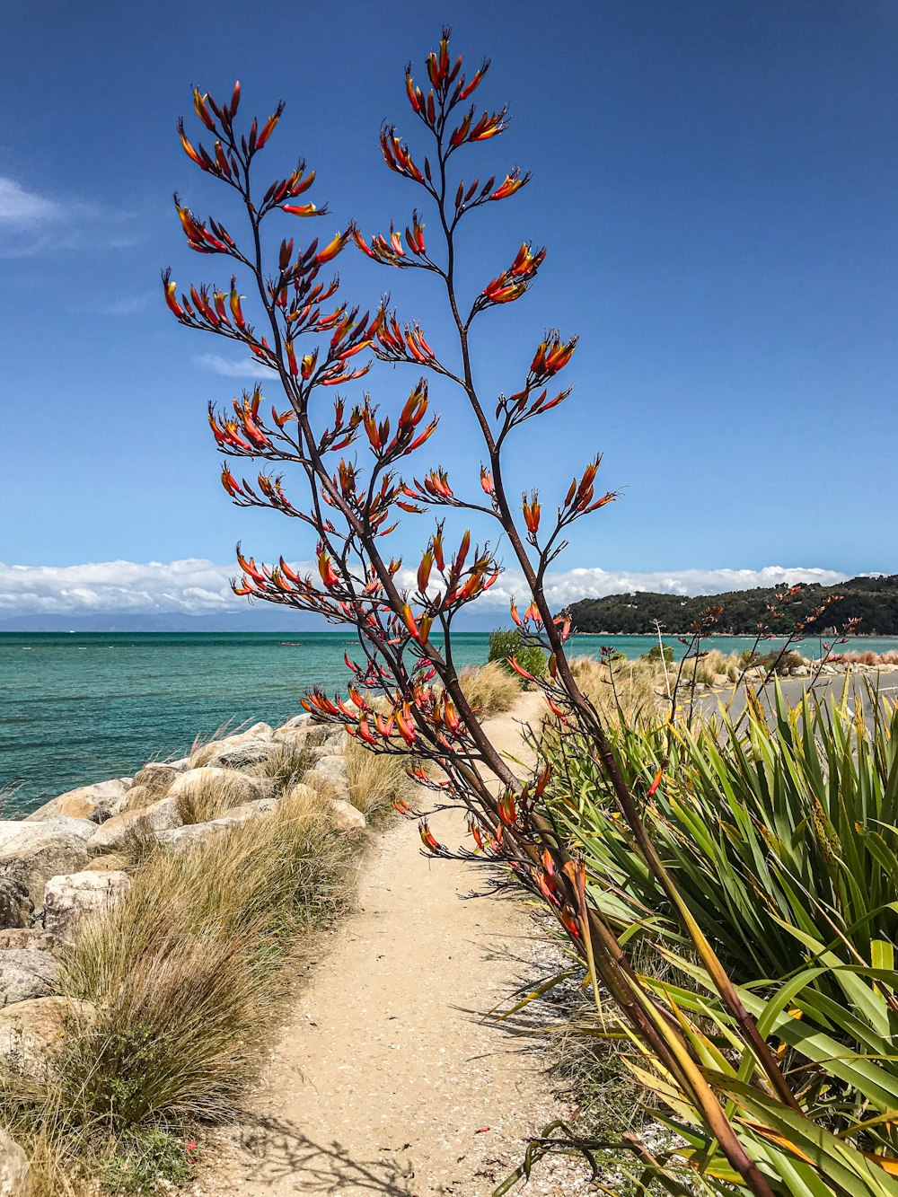 a plant with red flowers near the ocean