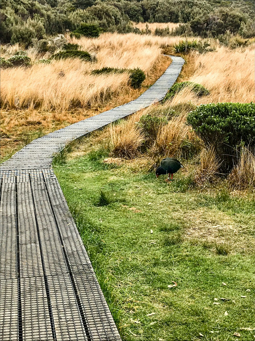 a wooden walkway in a grassy field with a hill in the background
