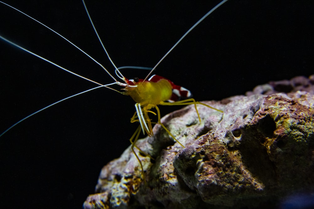 a yellow and red insect sitting on top of a rock