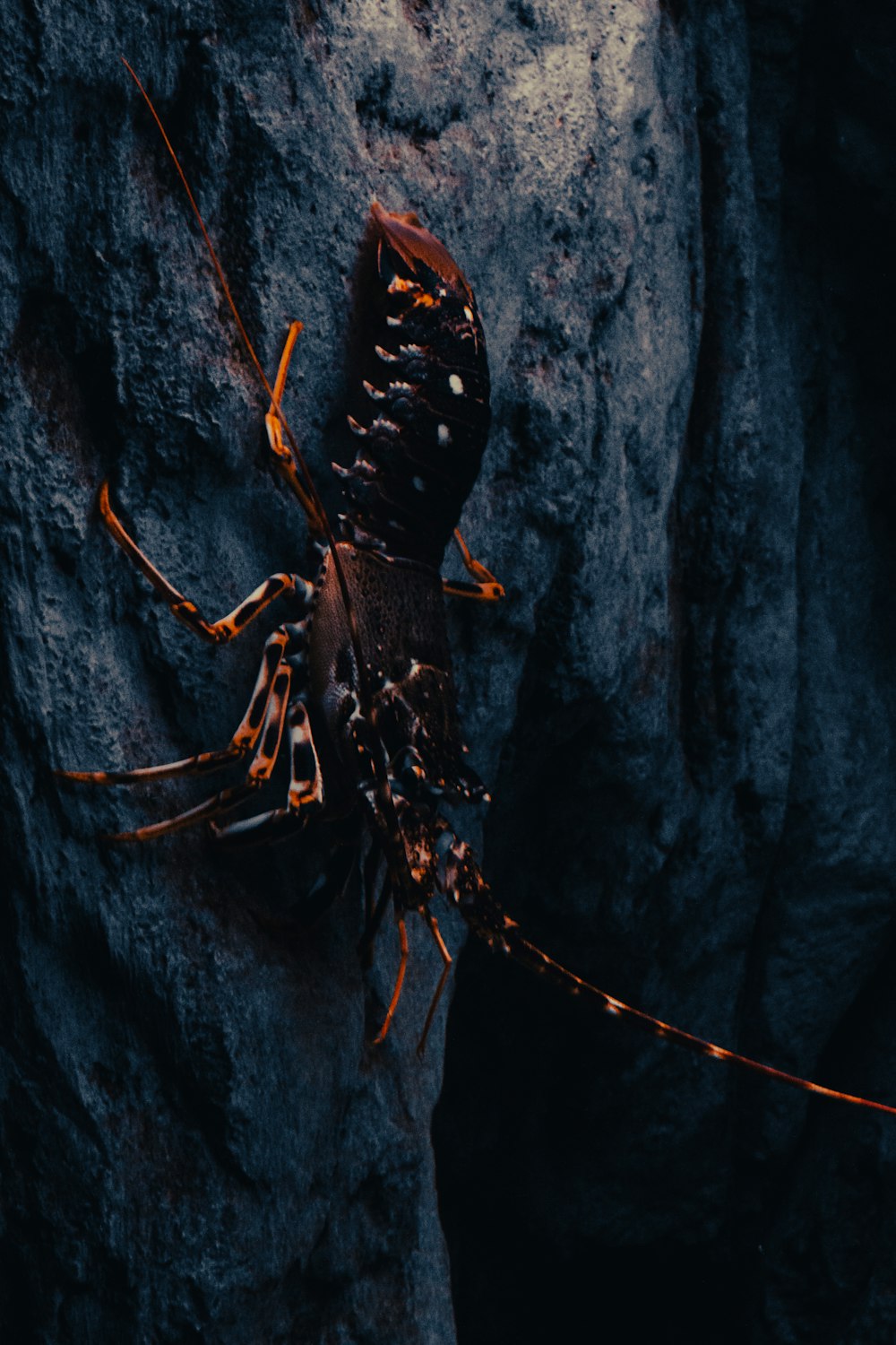 a large insect sitting on top of a rock