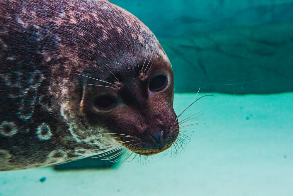 a close up of a seal in an aquarium