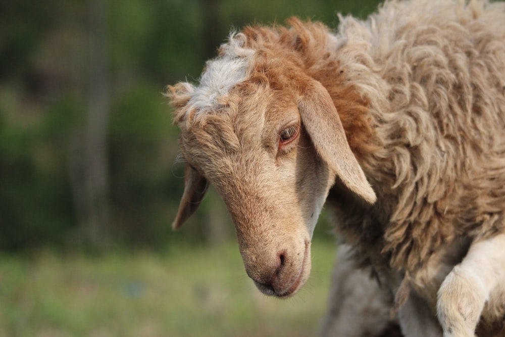 a close up of a sheep with a blurry background