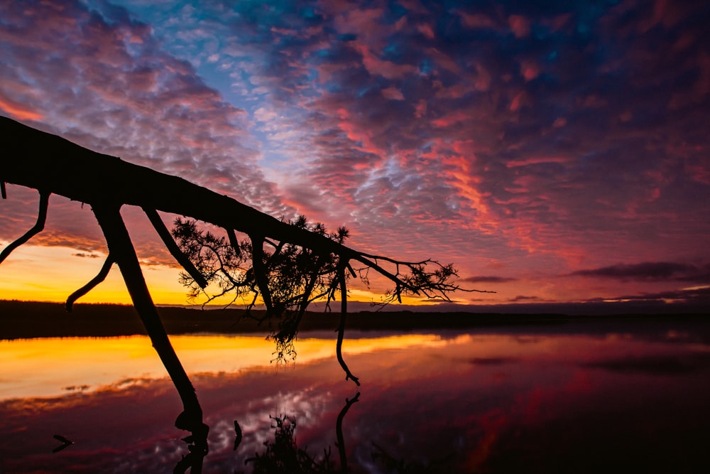 a tree that is sitting in the water