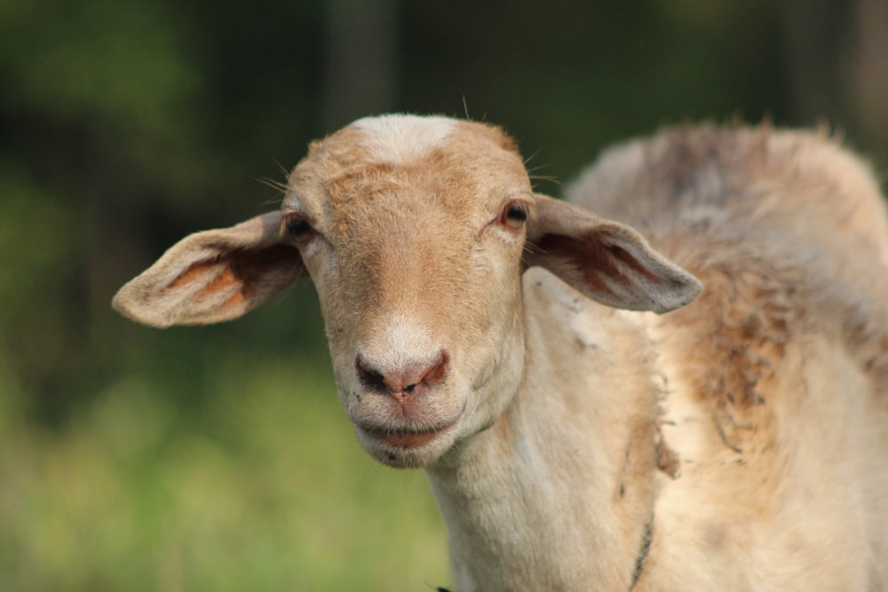 a close up of a sheep with a blurry background