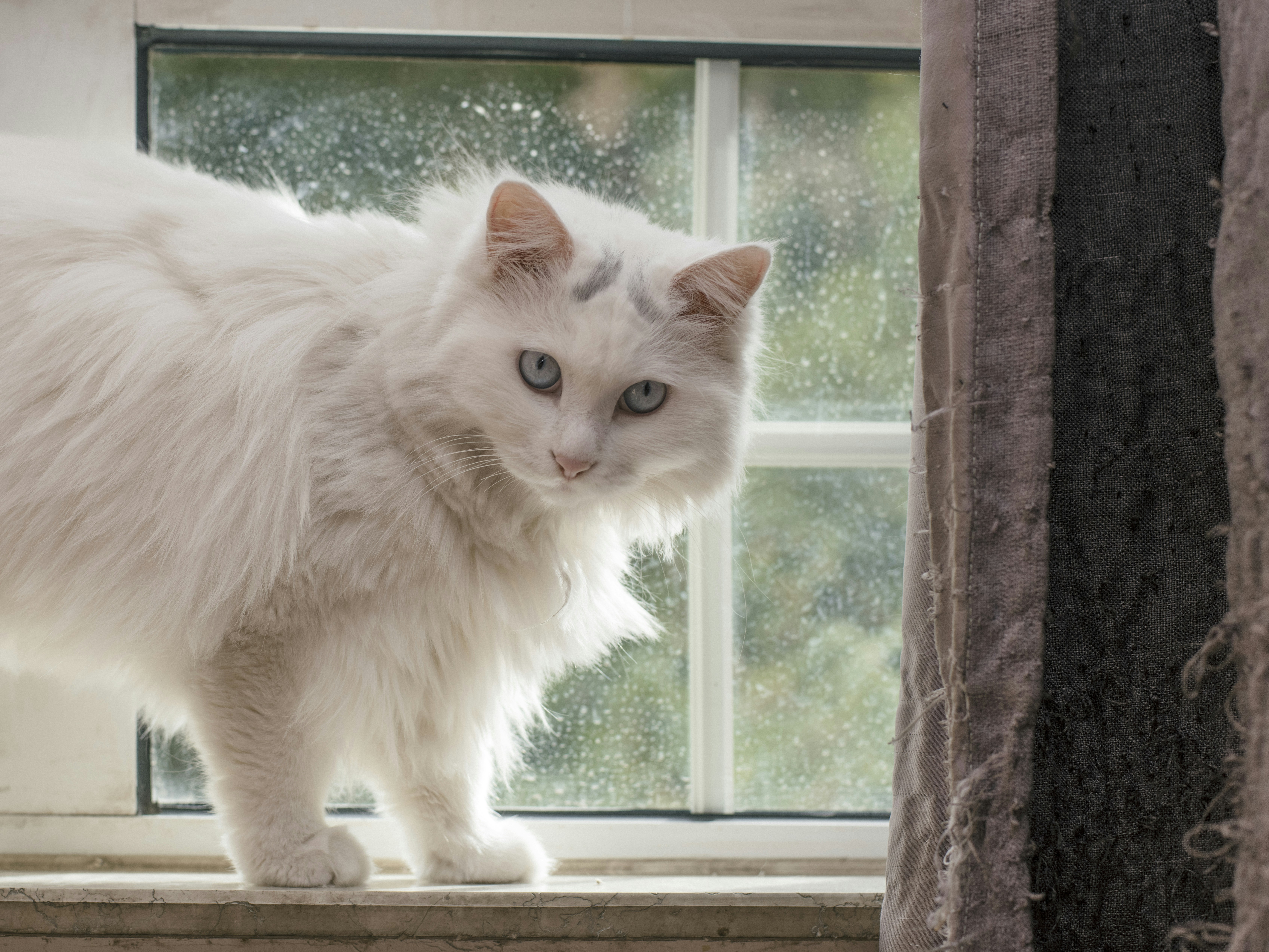 a white cat standing on a window sill