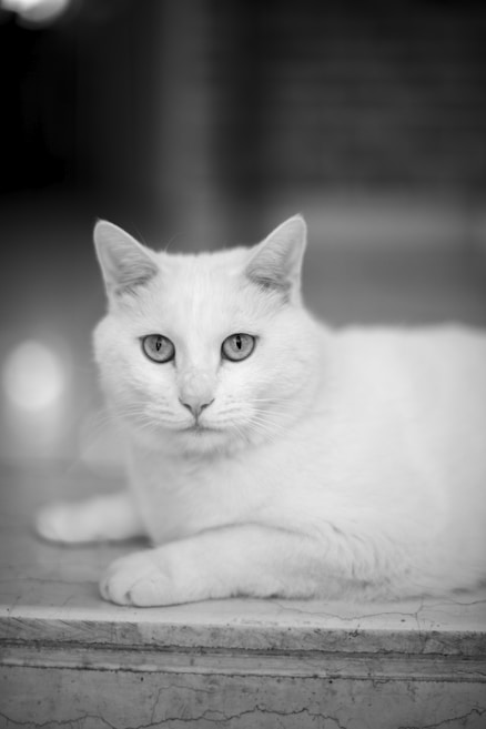 A white cat lies on a marble surface, its eyes directly gazing at the viewer. The fur appears soft and smooth, and the ears are perked up. The background is blurred, emphasizing the cat as the focal point.