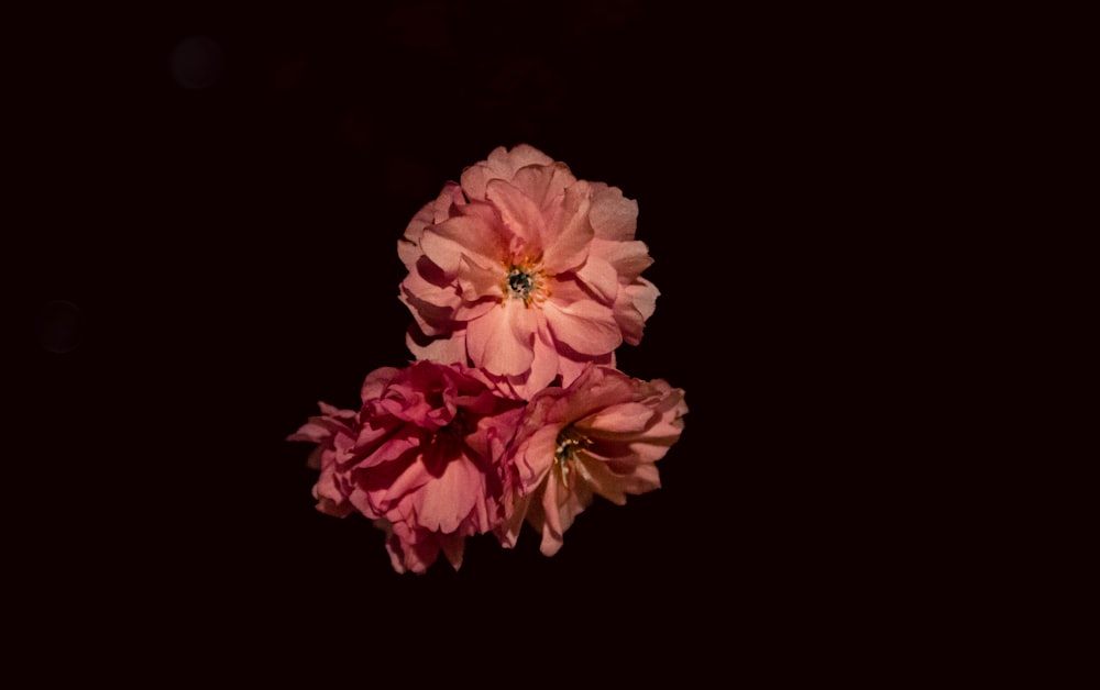 a couple of pink flowers sitting on top of a table