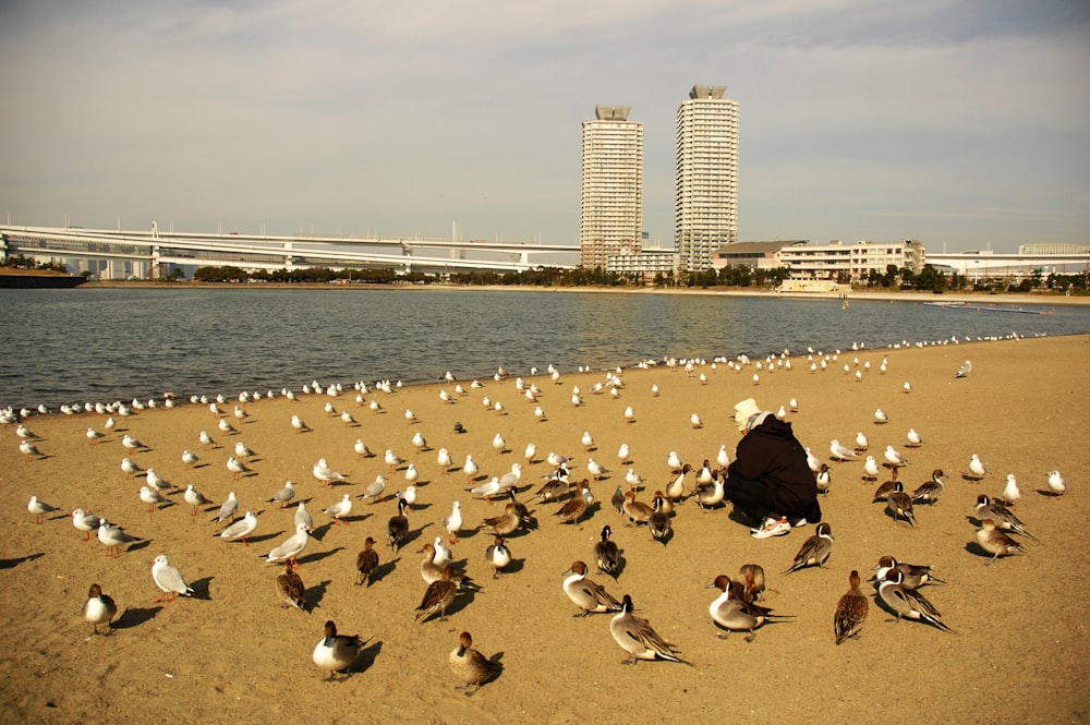 a large flock of seagulls on a beach