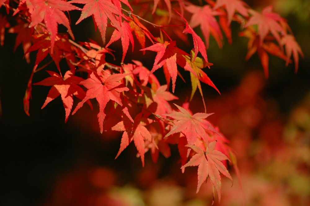 a close up of a tree with red leaves