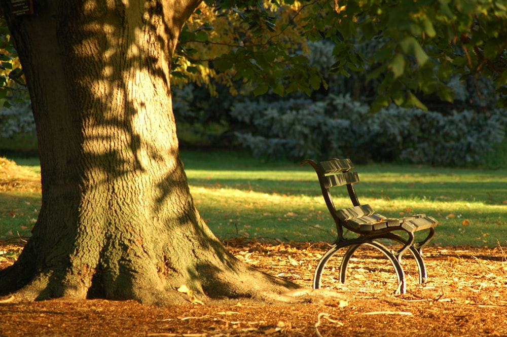 a park bench next to a tree in a park