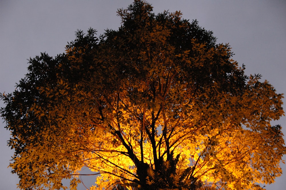 a large tree with yellow leaves in front of a blue sky