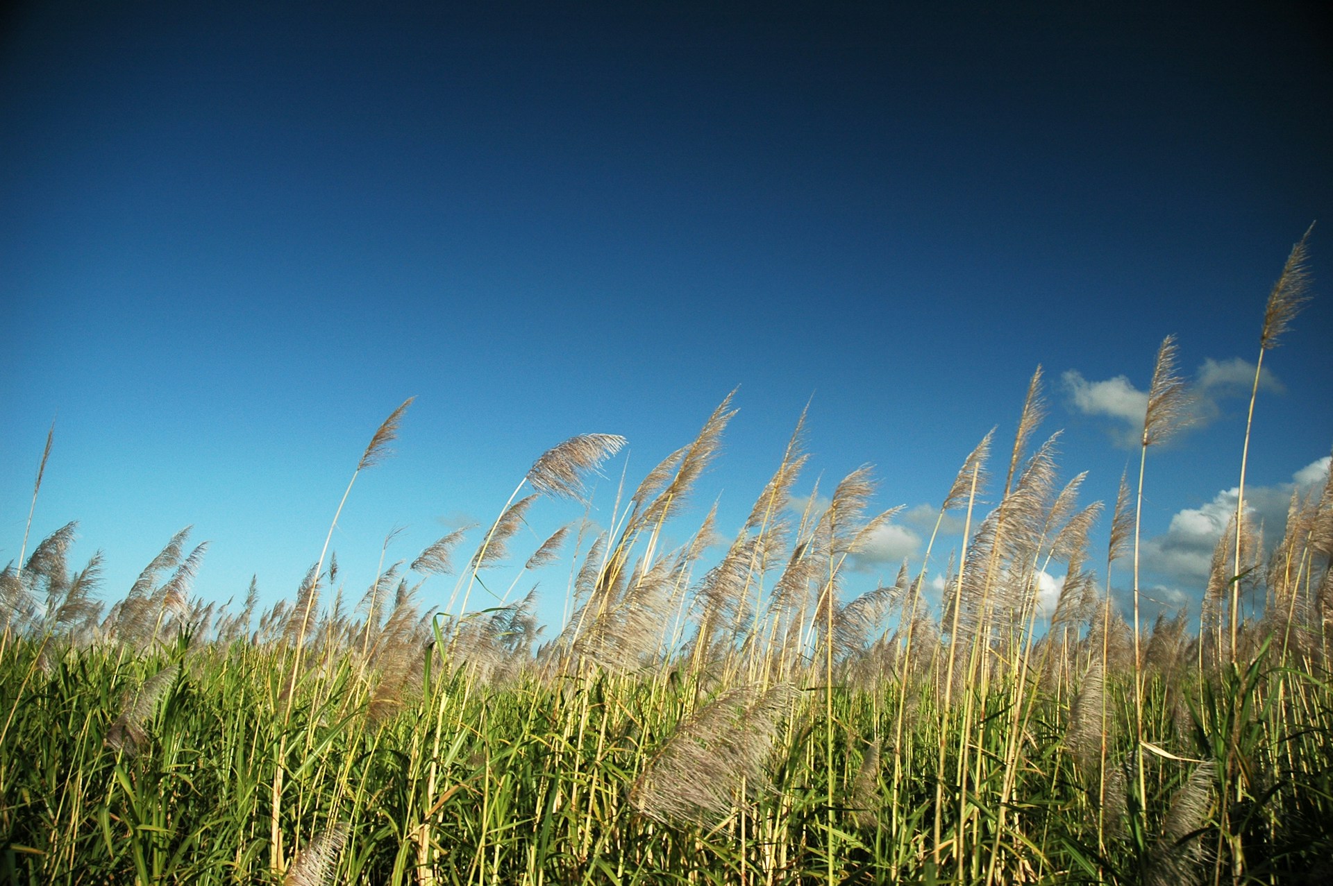 tall grass blowing in the wind on a sunny day
