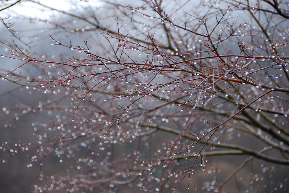 a tree with lots of water droplets on it