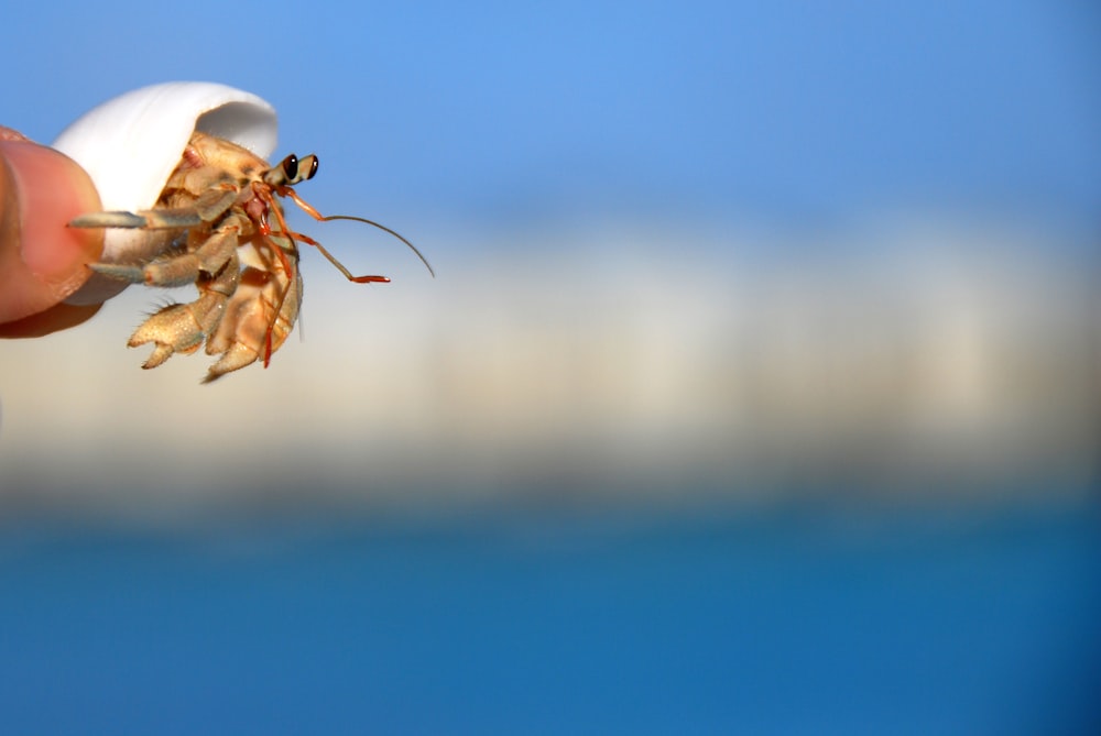 a person holding a tiny insect in their hand