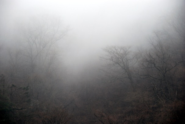 Fog enveloping a desolate forest at dusk, with ghostly shapes barely visible among the trees.