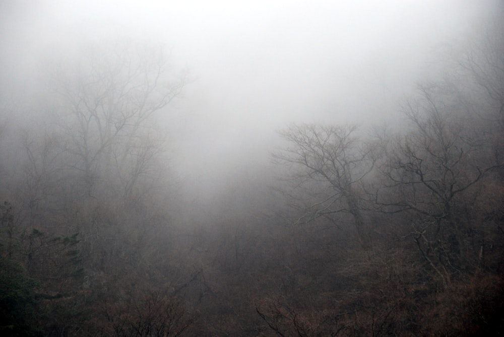 a foggy forest filled with lots of trees