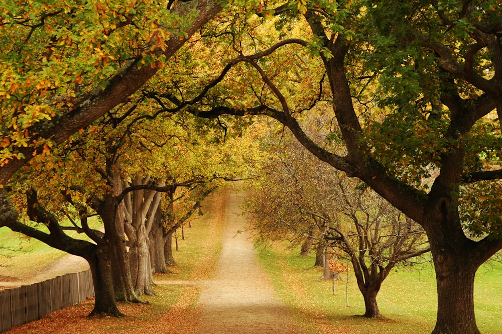 a dirt road surrounded by trees with leaves on the ground