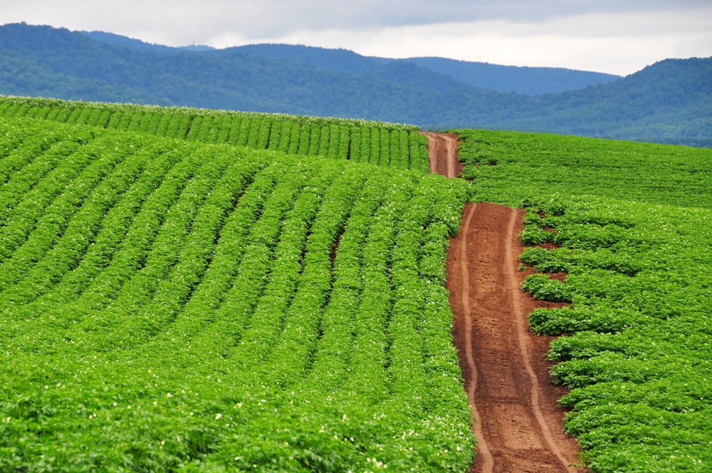 a dirt road running through a lush green field