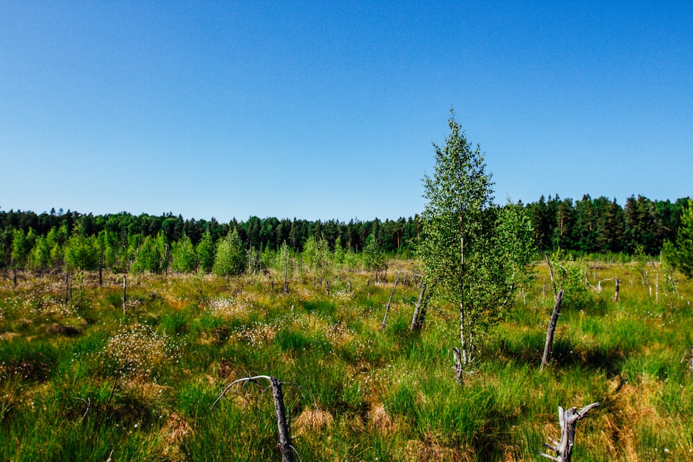 a grassy field with trees in the background