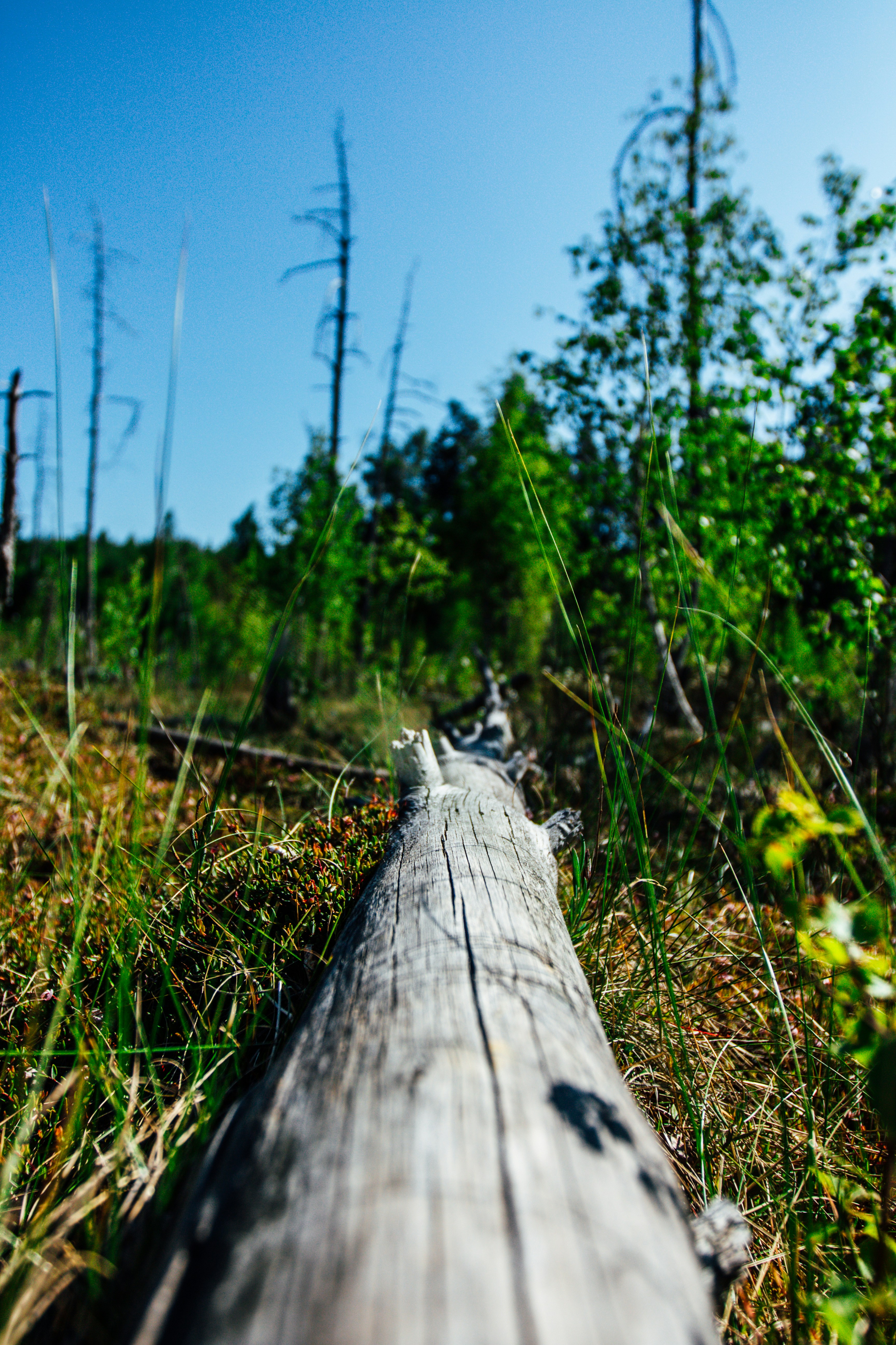 a close up of a log in the grass