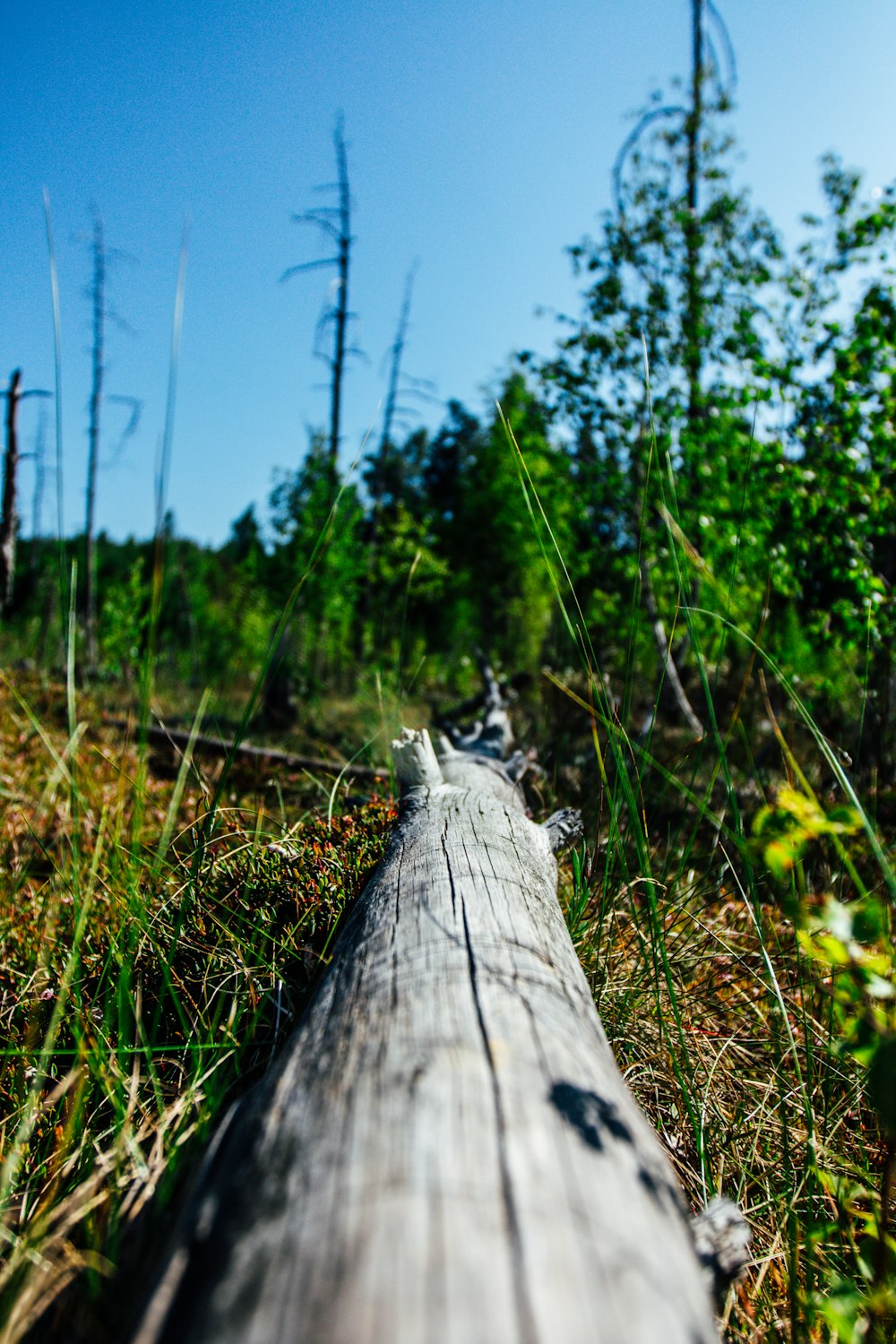 a close up of a log in the grass