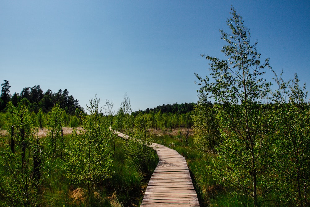 a wooden path through a lush green forest