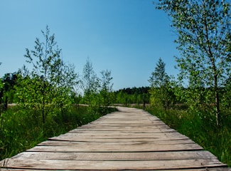 a wooden walkway surrounded by tall grass and trees
