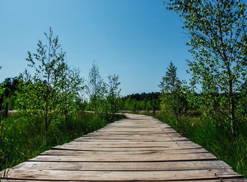 a wooden walkway surrounded by tall grass and trees