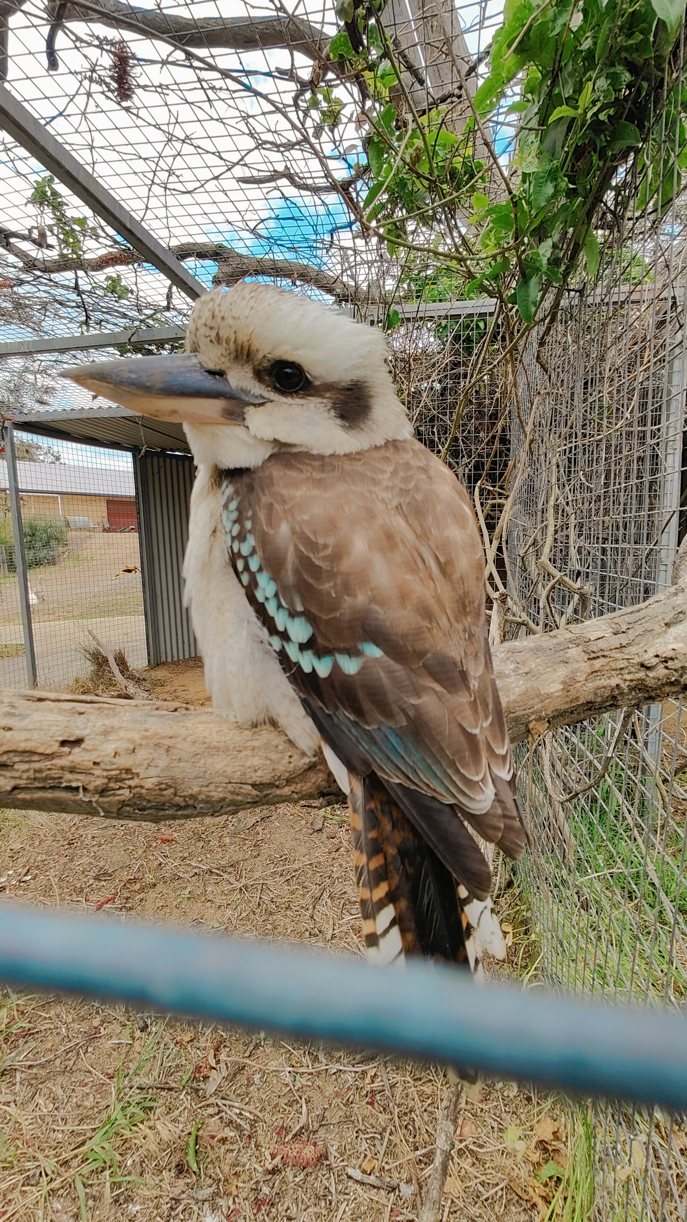 Bird Monsoon Shield