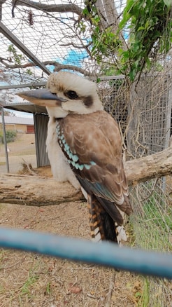 A bird with a distinctive beak and plumage is perched on a wooden branch inside a metal enclosure. The bird has a white and light brown body with accents of blue on its wings. There are green leaves and branches above, suggesting the enclosure might mimic a natural habitat.