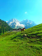 a brown horse standing on top of a lush green hillside