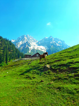a brown horse standing on top of a lush green hillside