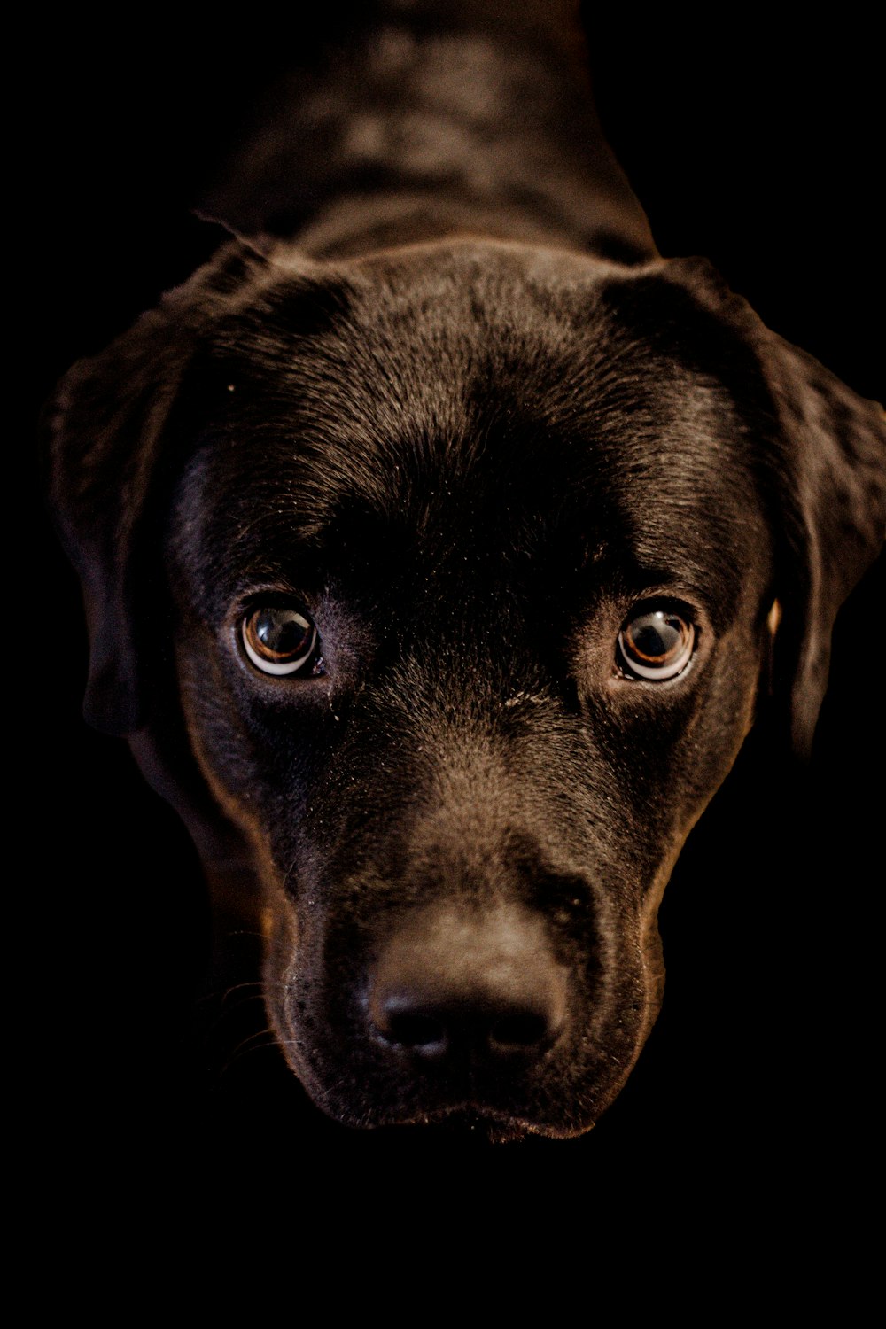 a close up of a dog's face on a black background