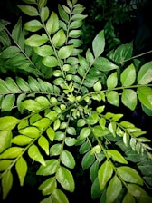 A lush green plant with numerous small leaves arranged symmetrically on slender stems, creating a radial pattern. The vibrant foliage stands out against a dark background, giving it a vivid and dynamic appearance.