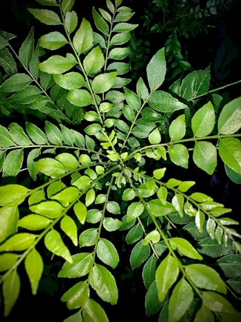 A lush green plant with numerous small leaves arranged symmetrically on slender stems, creating a radial pattern. The vibrant foliage stands out against a dark background, giving it a vivid and dynamic appearance.
