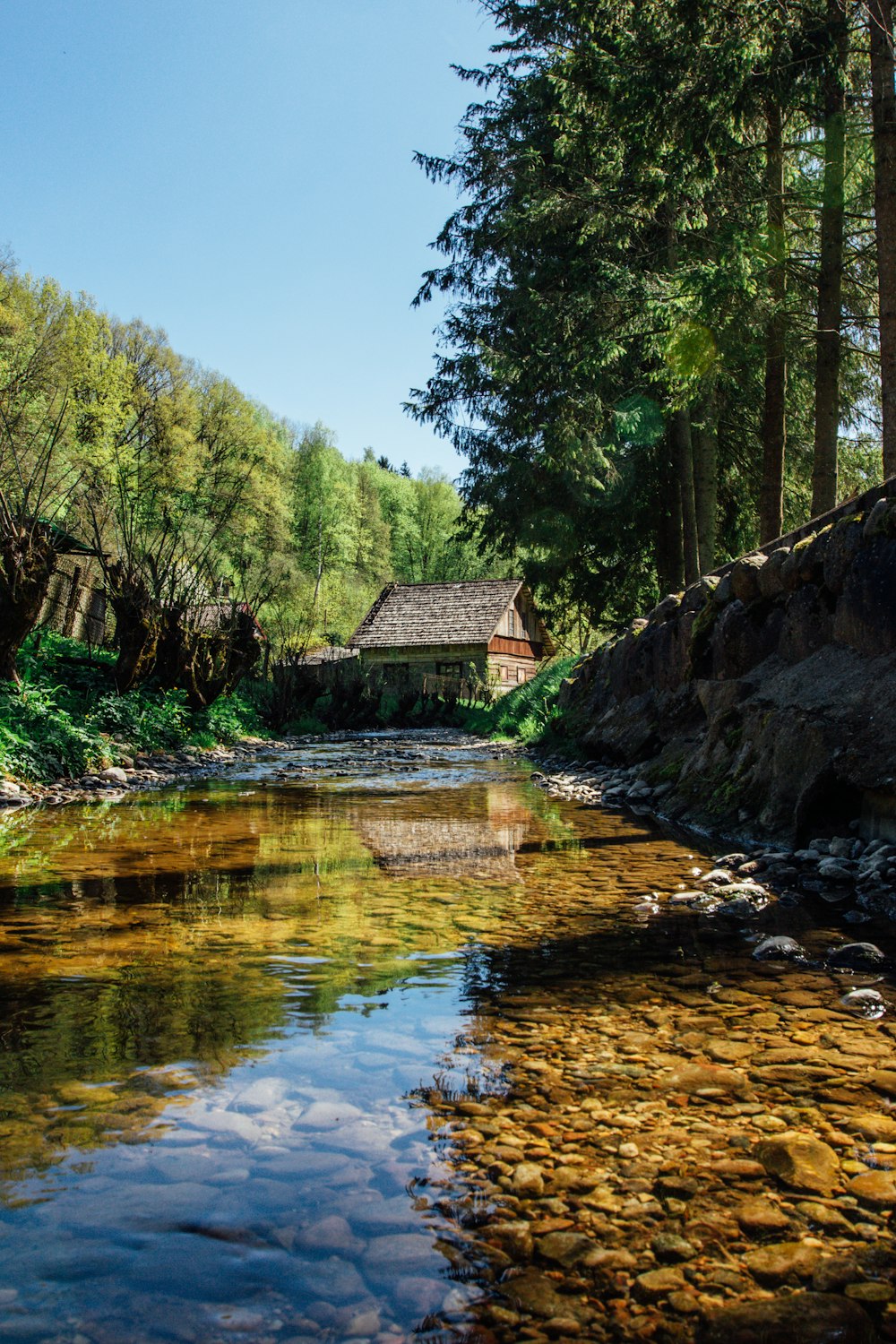 a stream running through a lush green forest