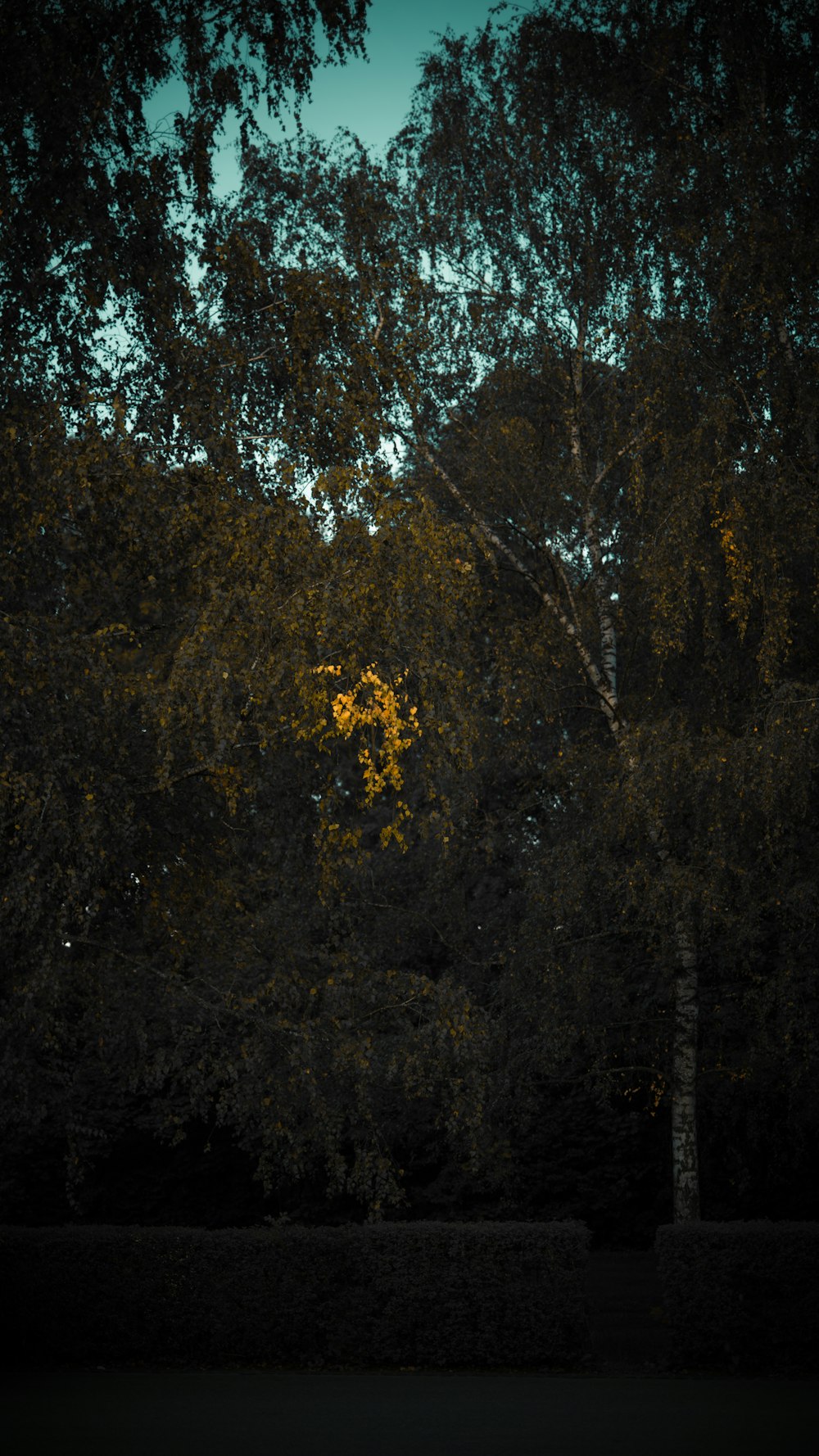 a dark picture of a tree with yellow leaves