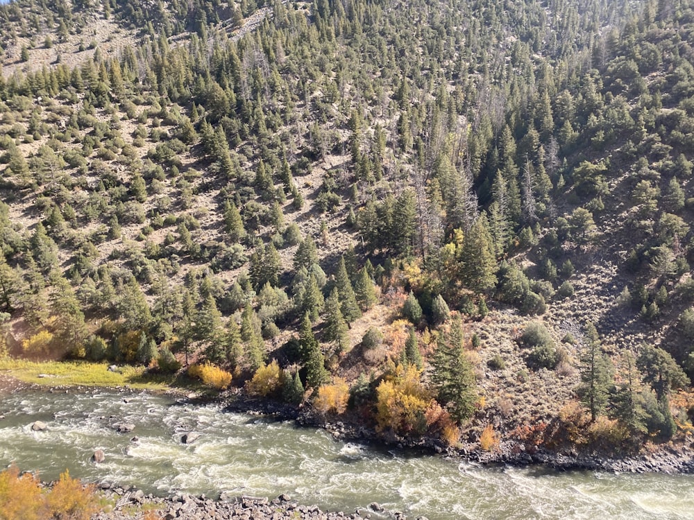 a river running through a lush green forest