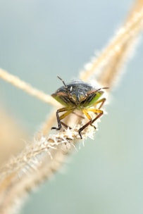 A close-up of a shield bug perched on a thin, dry plant stem. The bug has a metallic green and brown shell with long antennae, and its legs grip the stem tightly. The background is an out-of-focus light blue, adding to the focus on the insect.