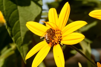 A close-up of a bee pollinating a vibrant flower.